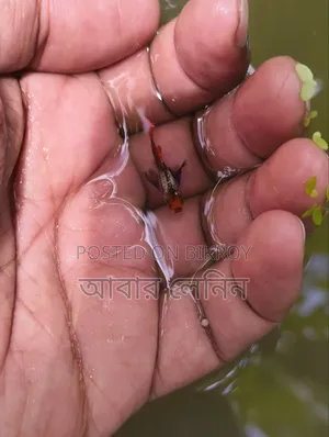 এক্সোটিক গাপ্পি মাছের জোড়া