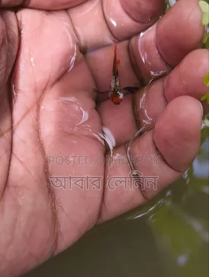 এক্সোটিক গাপ্পি মাছের জোড়া