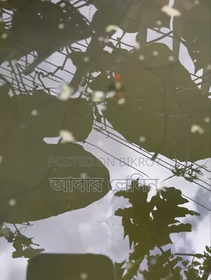 এক্সোটিক গাপ্পি মাছের জোড়া