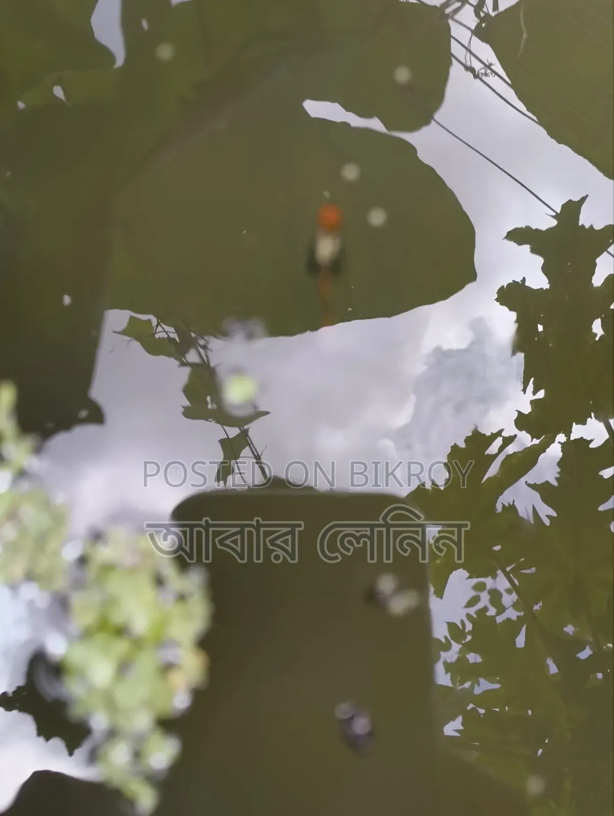 এক্সোটিক গাপ্পি মাছের জোড়া