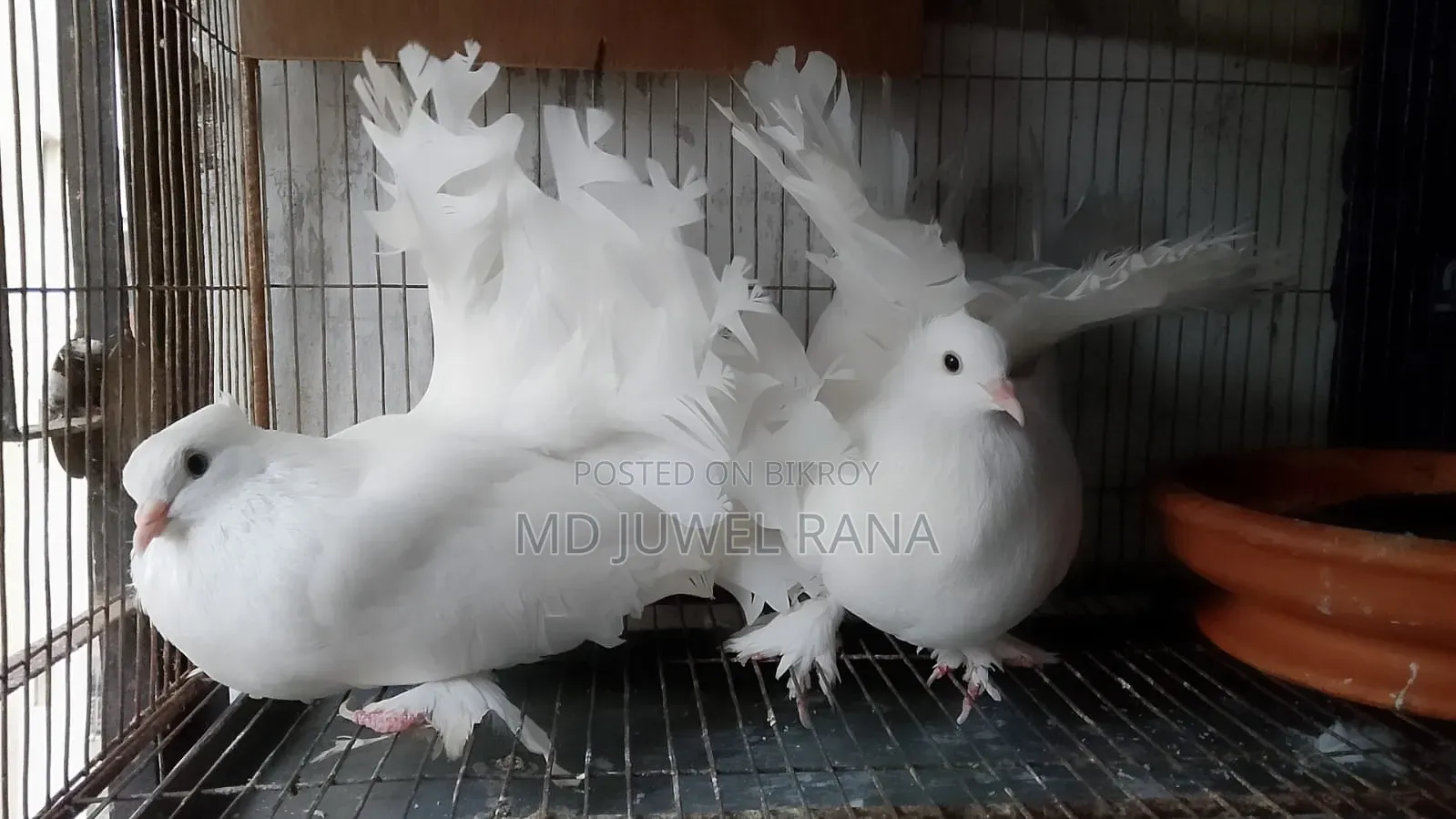 লক্ষা কবুতর রানিং