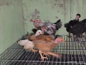 Pure Deshi 2 Months + Baby Will Be Handed Over Complete Vaccine