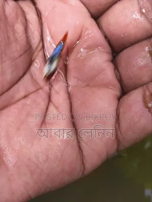 প্লাটিনাম কোই গাপ্পি (প্যারেন্ট পেয়ার ইম্পোর্টেড)