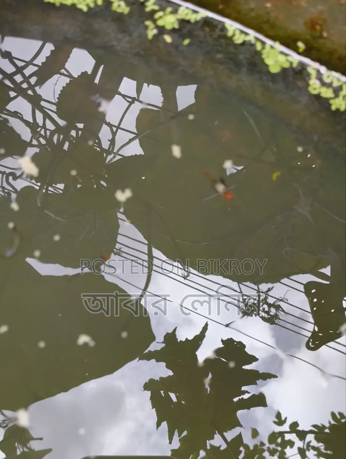 প্লাটিনাম কোই গাপ্পি (প্যারেন্ট পেয়ার ইম্পোর্টেড)