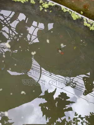 প্লাটিনাম কোই গাপ্পি (প্যারেন্ট পেয়ার ইম্পোর্টেড)
