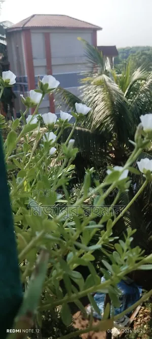 ডেস্কটপ কম্পিউটার ৪জিবি ইন্টেল কোর আই৩ এইচডিডি ৫১২জিবি