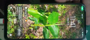 Xiaomi Redmi Note 10 128 GB Green