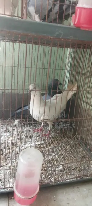 2 Pairs of Pigeons