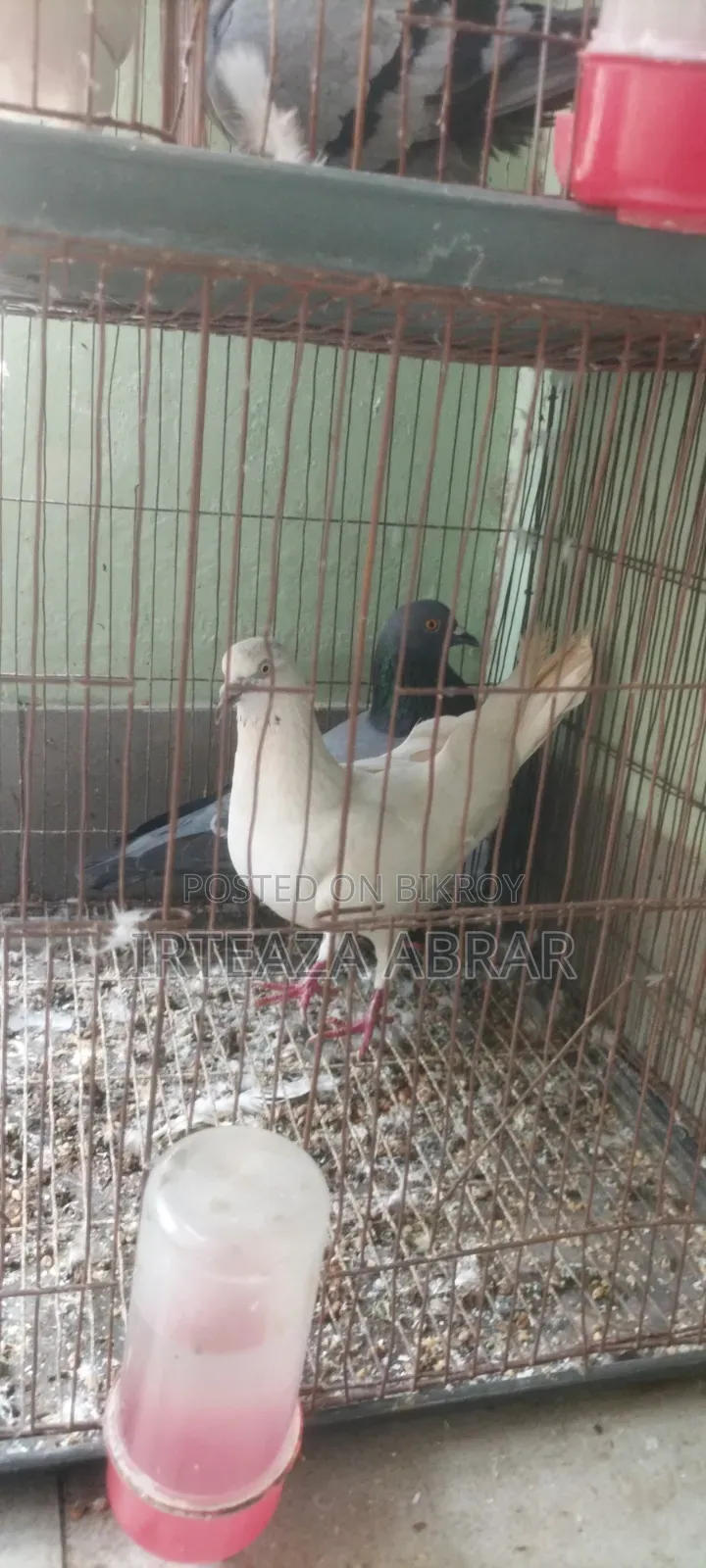 ২ জোরা কবুতর