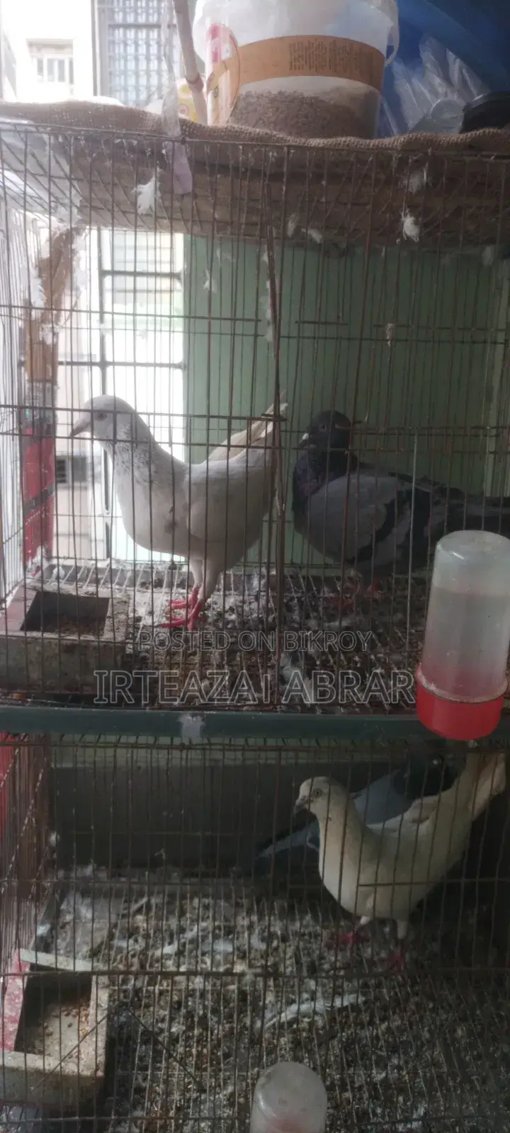 2 Pairs of Pigeons