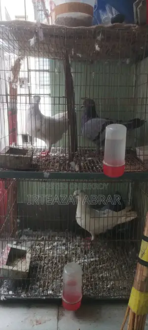 2 Pairs of Pigeons