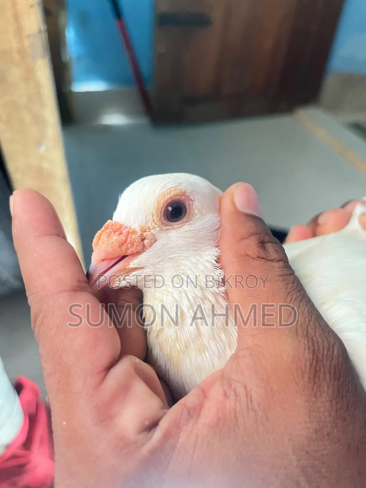 রানিং জোরা
