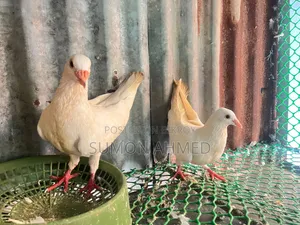 রানিং জোরা