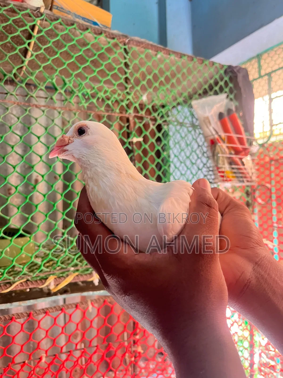 রানিং জোরা