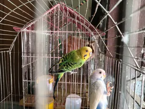 Bajrigar 1 Pair