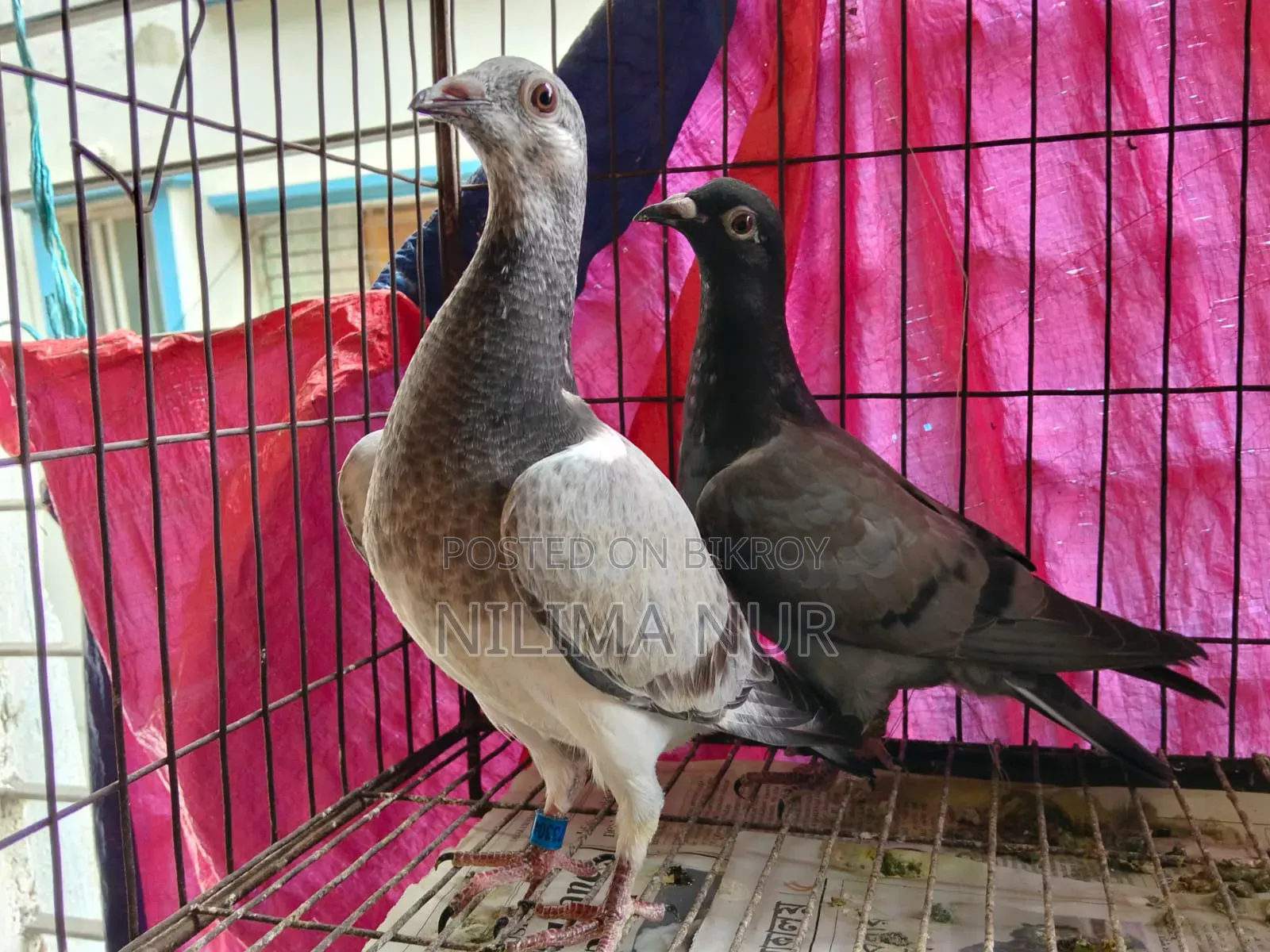 গ্রিজেল রেসার জোড়া