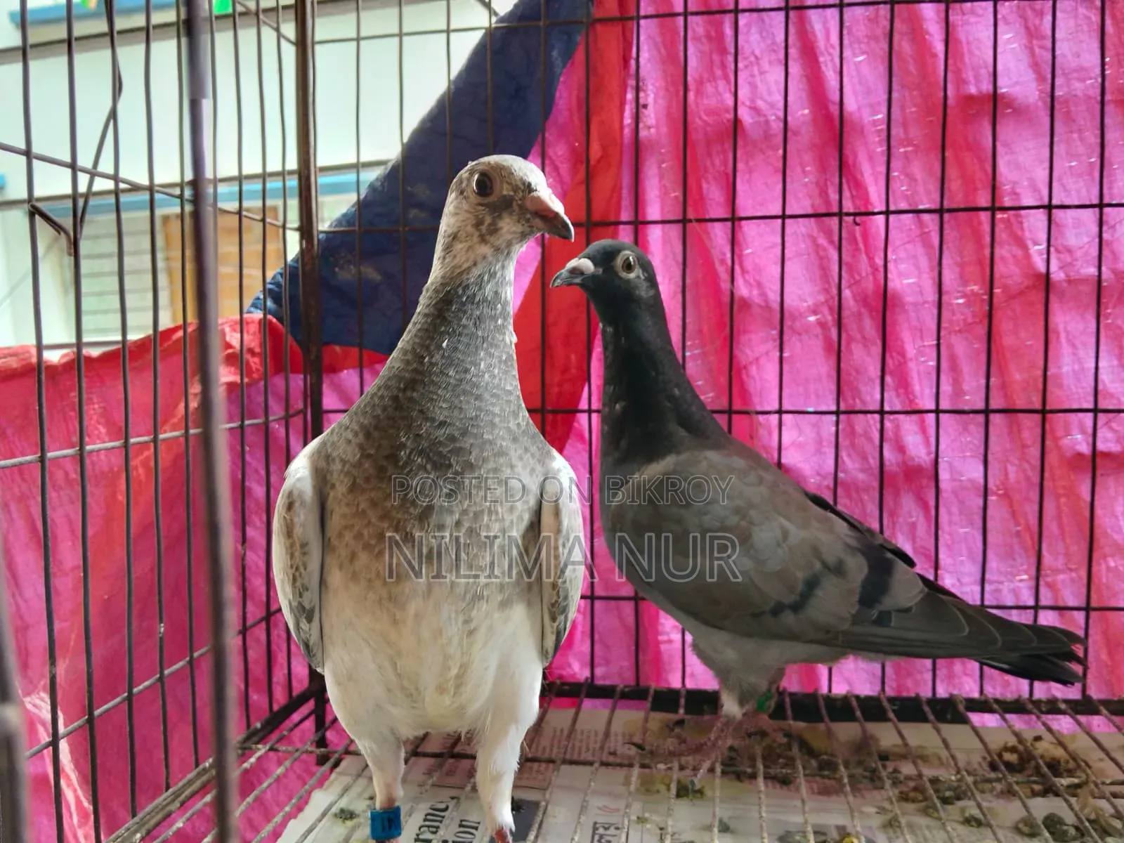 গ্রিজেল রেসার জোড়া