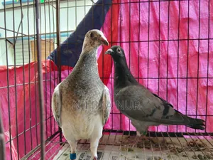 গ্রিজেল রেসার জোড়া