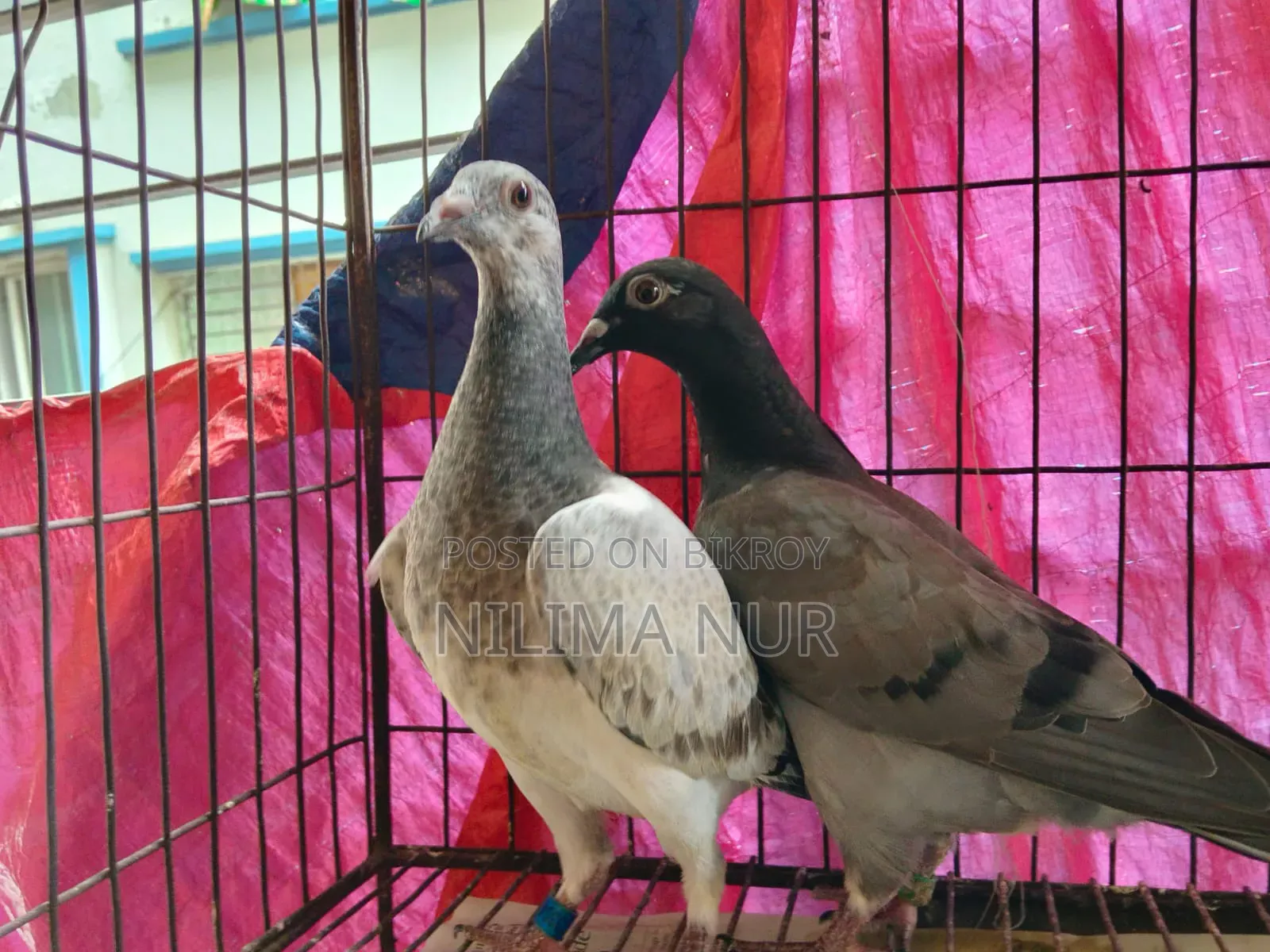 গ্রিজেল রেসার জোড়া