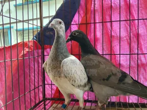 গ্রিজেল রেসার জোড়া