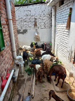 Some Goats for Sale Five Doe Goats One Buck Goat