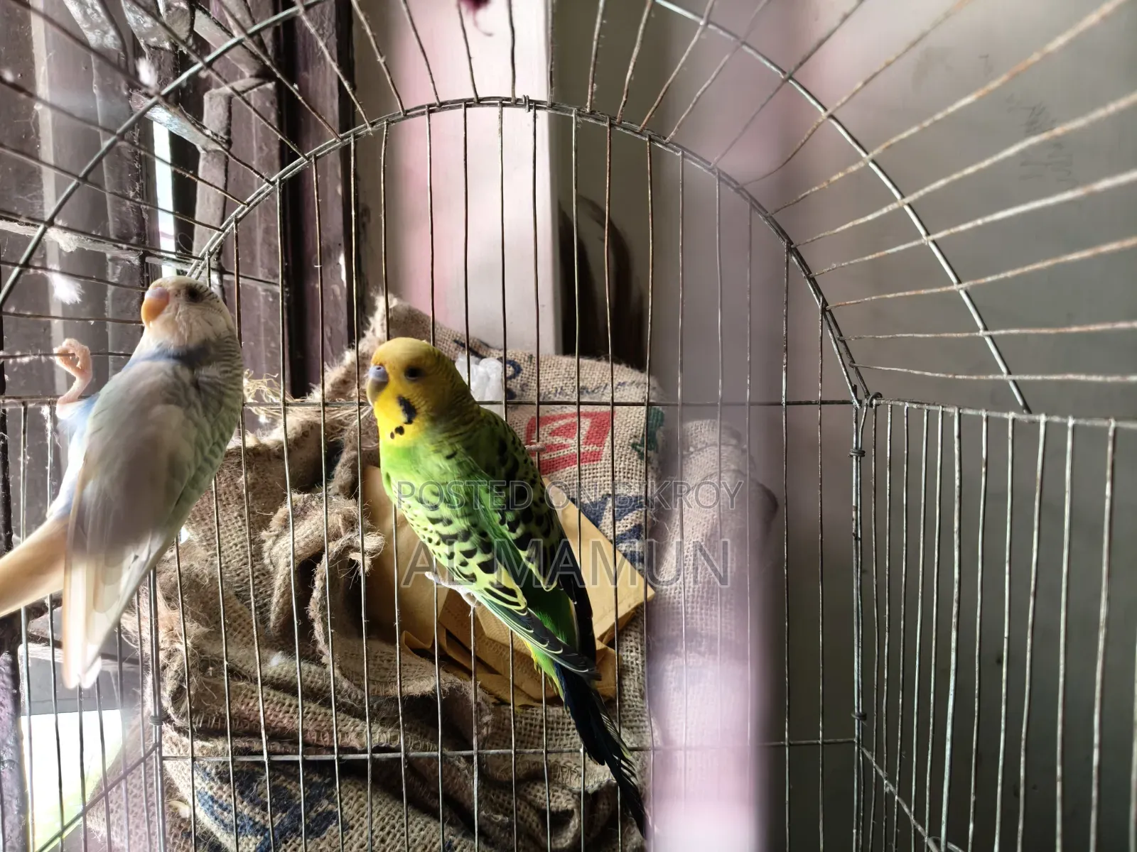 Bajrigar 1 Pair