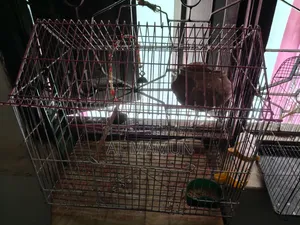 Bajrigar 1 Pair