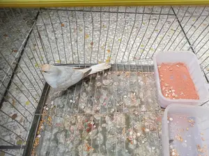 ডায়মন্ড ঘুঘু