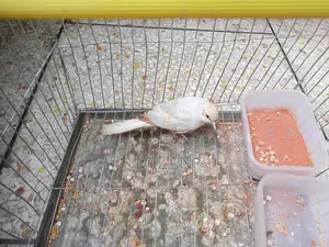 ডায়মন্ড ঘুঘু