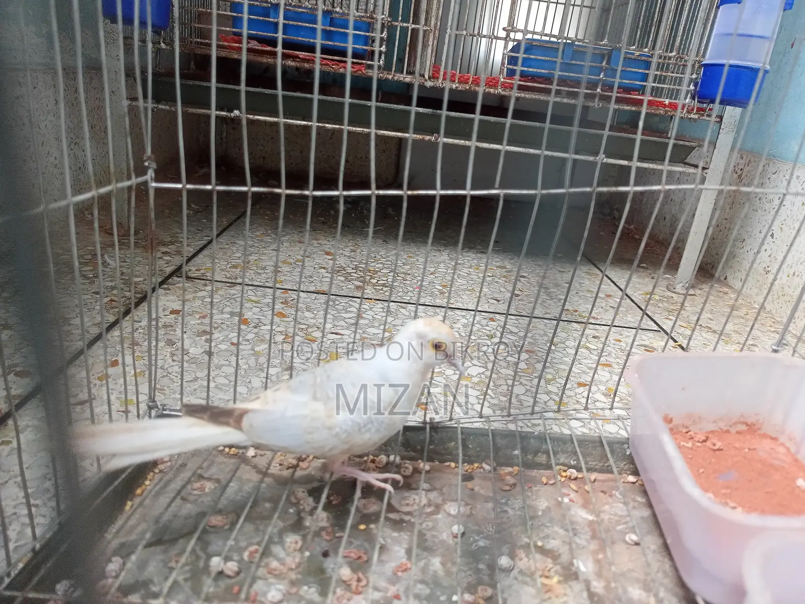 ডায়মন্ড ঘুঘু