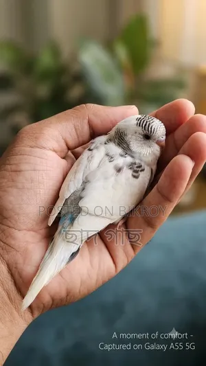 Pied Budgerigar Baby for Sell