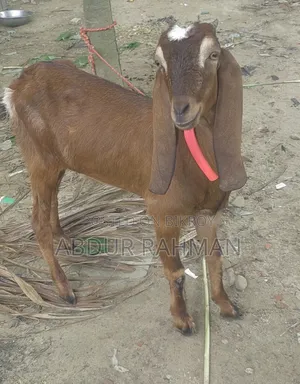 Goat Patna
