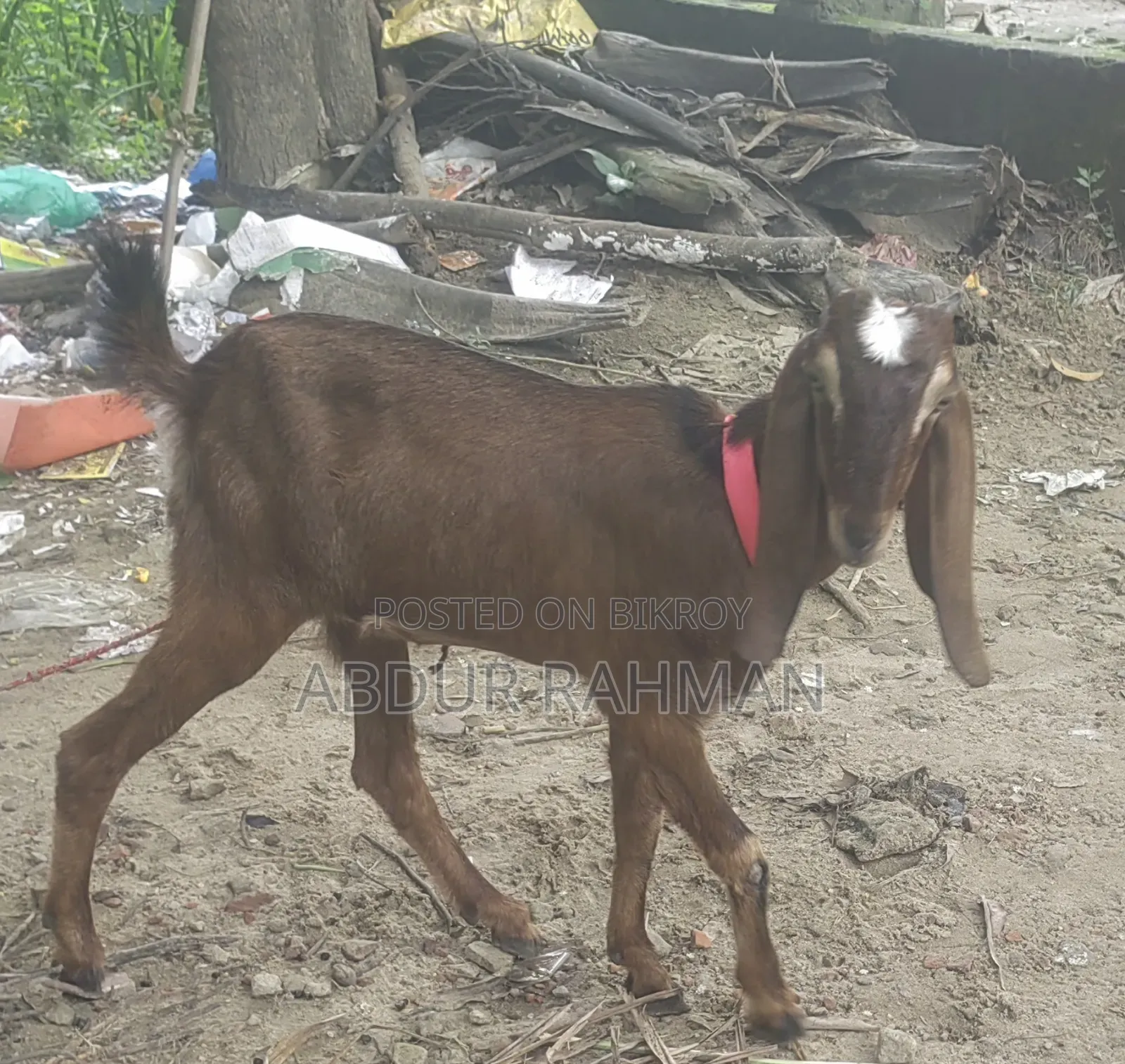 Goat Patna
