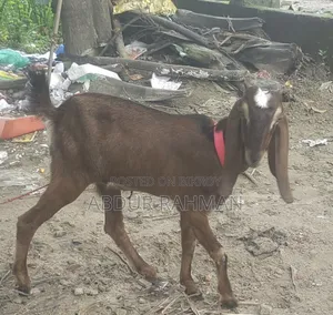 Goat Patna
