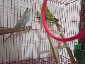 পাখি ও খাঁচা