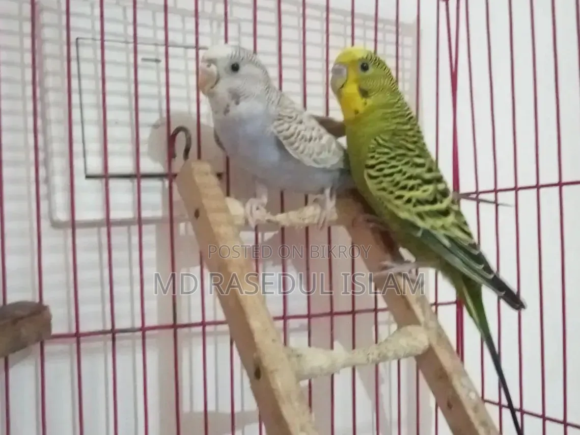 পাখি ও খাঁচা