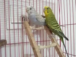 পাখি ও খাঁচা