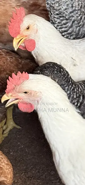 White Rooster