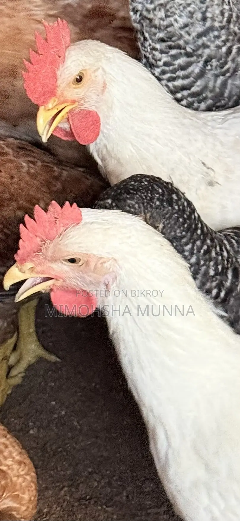 White Rooster