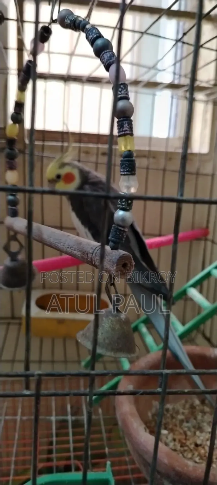 ১ টা এডাল্ট ককাটেল সেল হবে