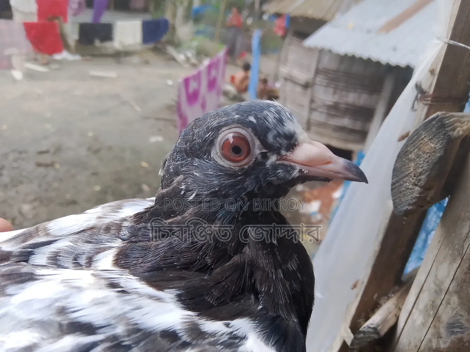 ডাবওয়ালে বেবি
