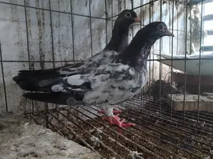 ডাবওয়ালে বেবি