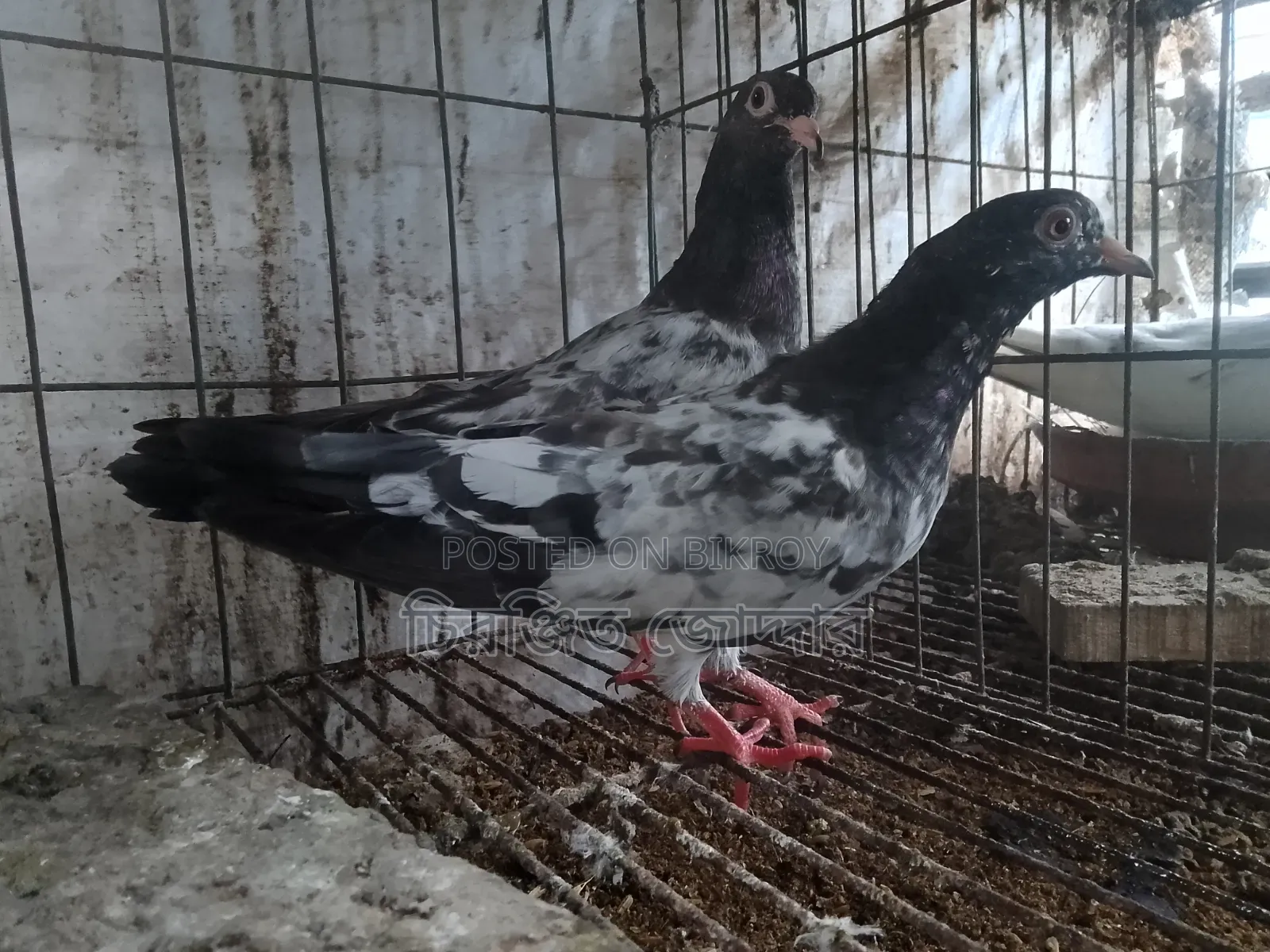 ডাবওয়ালে বেবি