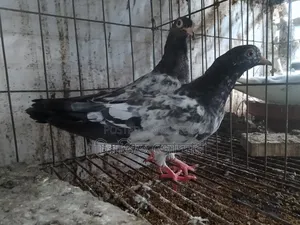 ডাবওয়ালে বেবি
