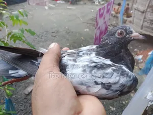 ডাবওয়ালে বেবি