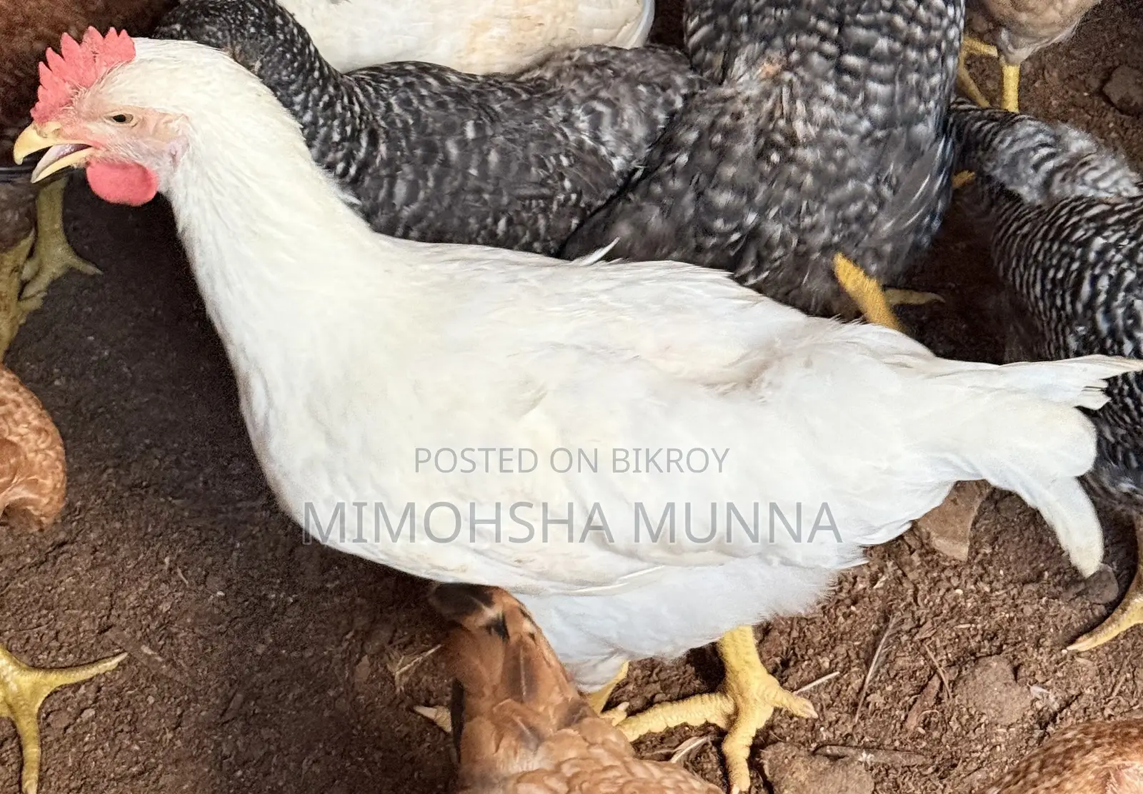 White Rooster