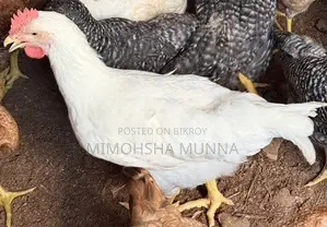 White Rooster