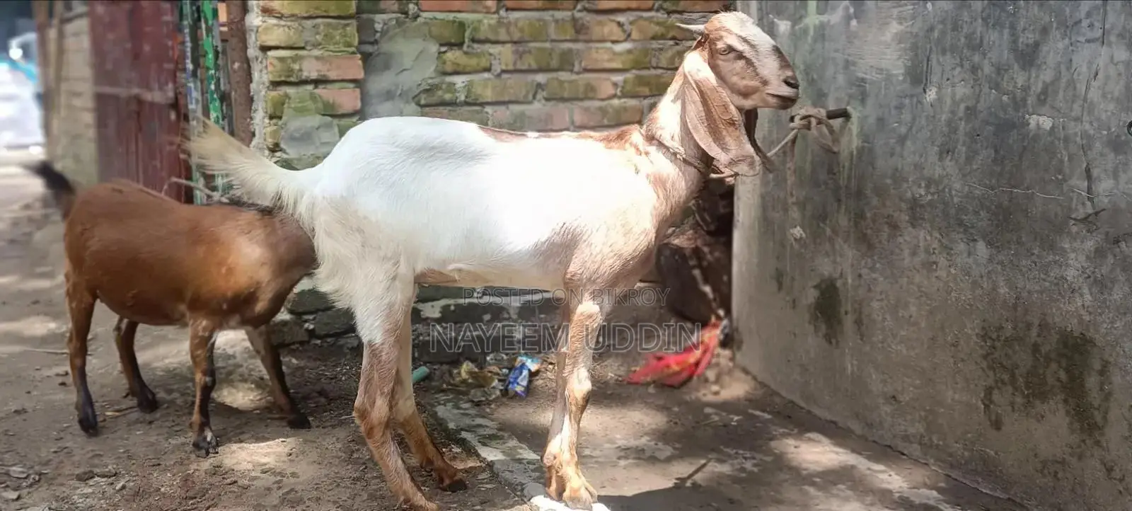 Home-reared hobby goat