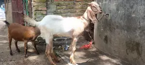 Home-reared hobby goat