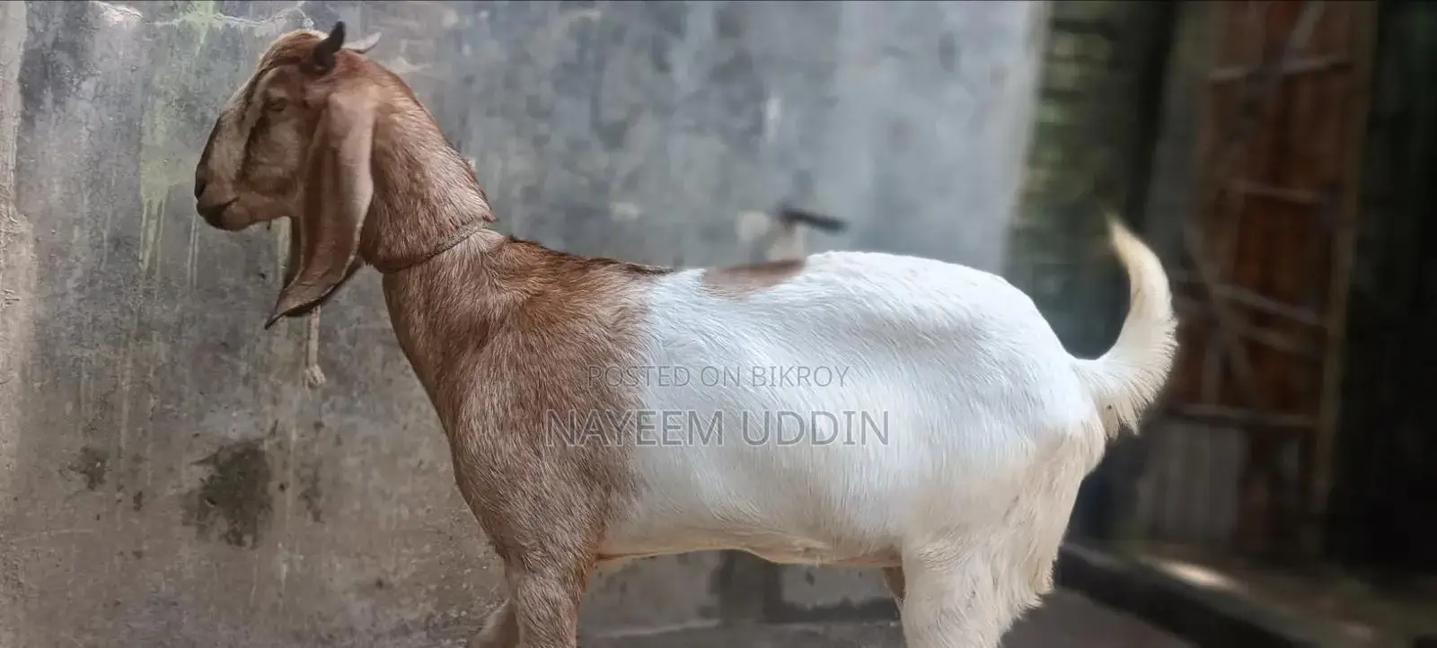 Home-reared hobby goat